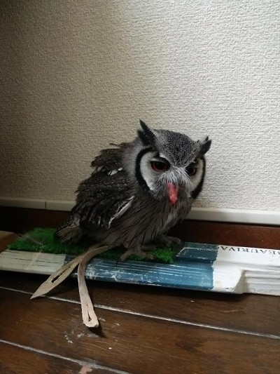 あっかんべー。