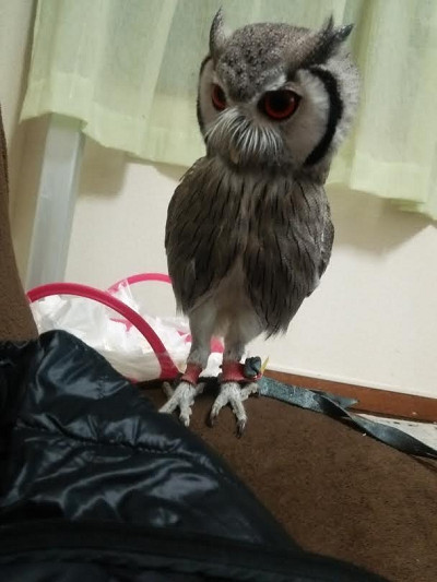 虎鉄、落ち着いて！