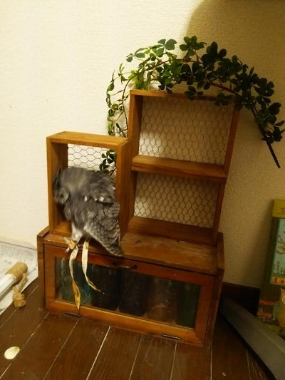 フクロウが網にかかった！