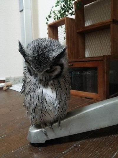 新しい止まり木みつけた。