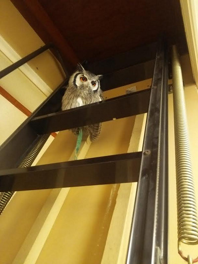 凝りもせず、高いトコ争い。