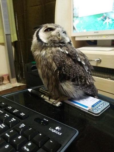 虎鉄、勉強中。