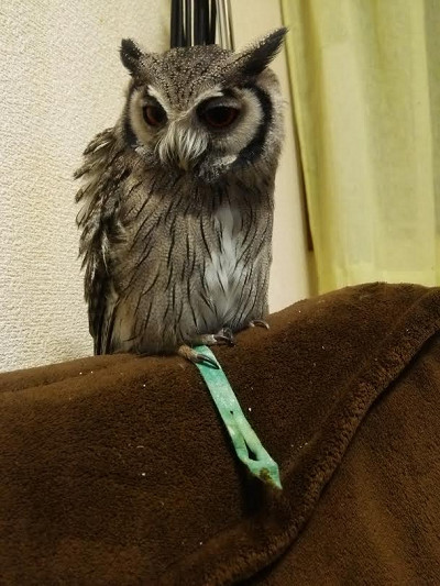 そわそわ、そわそわ。