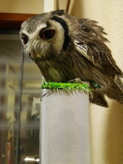 階段をのぼるのか、のぼらないのか！？