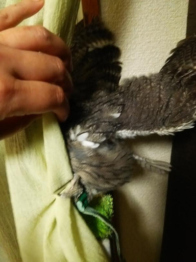 虎鉄、なにやってんの？？