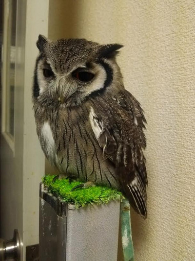 虎鉄のくせに・・・。