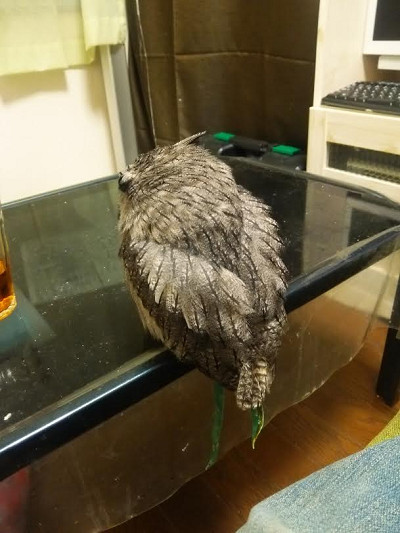 笑うフクロウ。