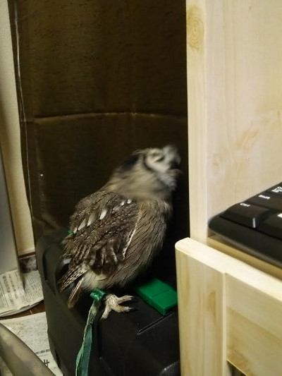 虎鉄のお気に入りは。