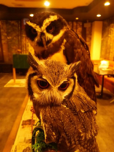 虎鉄、夢のコラボ！！