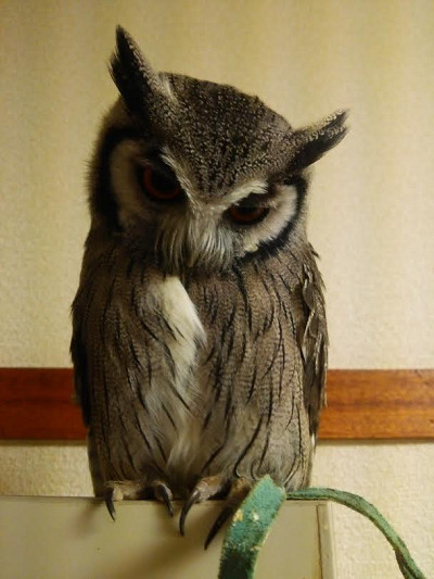 なんだかお隣がさわがしい。