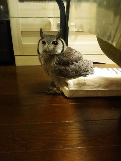 鼻をかみたいとき。