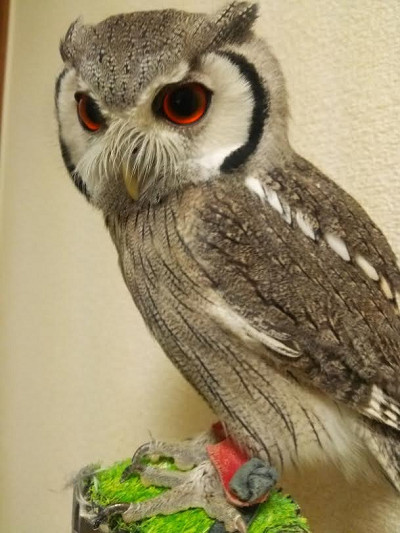 そうこなくちゃ！