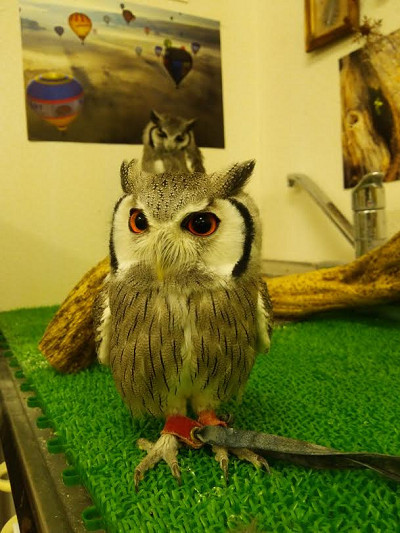 狙ったわけじゃないのですが。