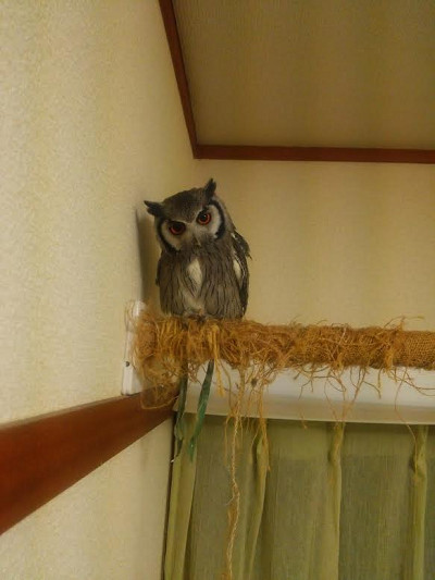 虎鉄、自力で龍空ちゃんのポールへ。