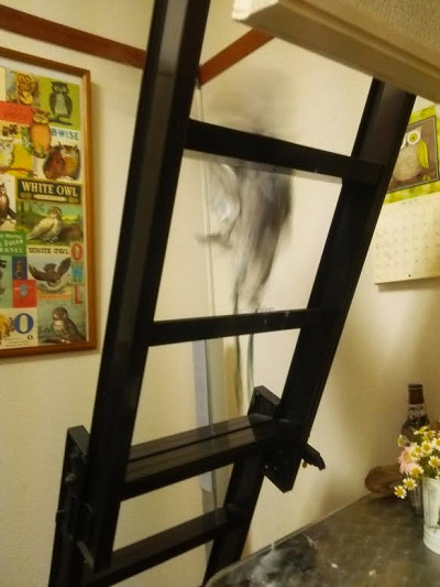 一段ずつはしごをのぼるフクロウ。