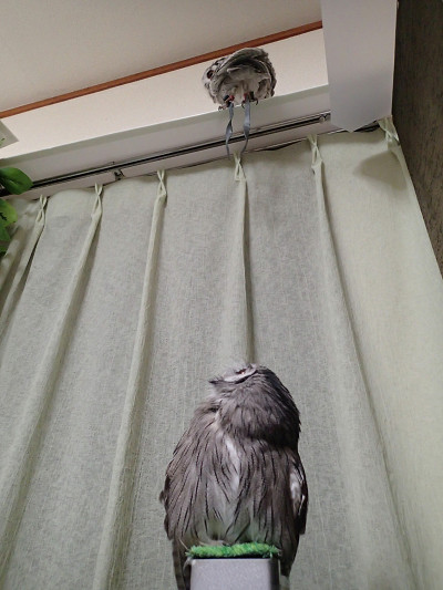 憧れのまなざしで。