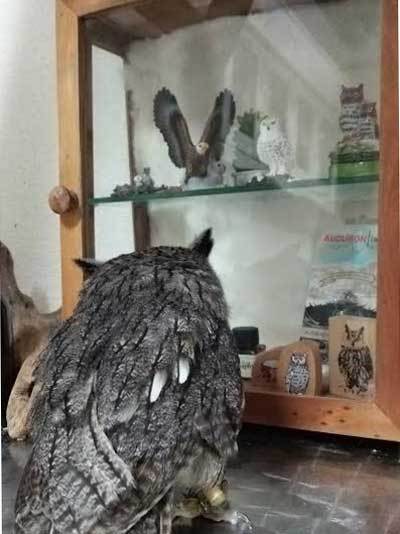 生肉以外、与えてはいけません。