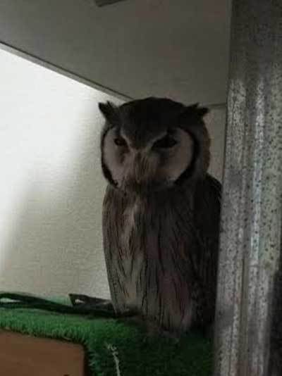 ご飯の量をふやしてみて。