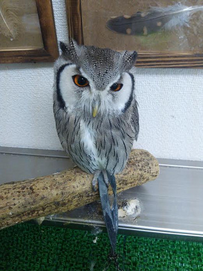 毎日暑いです。