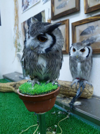 虎鉄の子守は大変