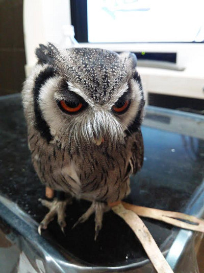 まよちゅっちゅ。