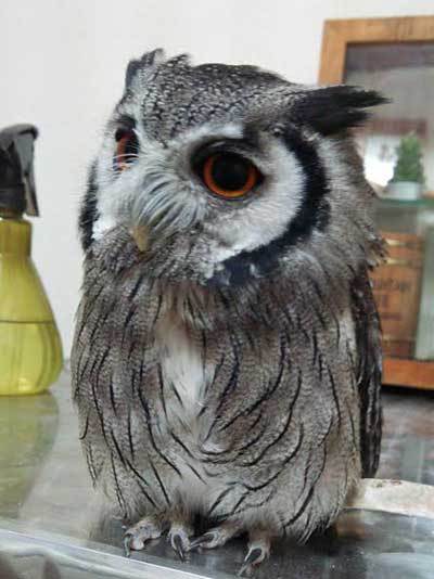 アフコノ恋愛事情（妄想）