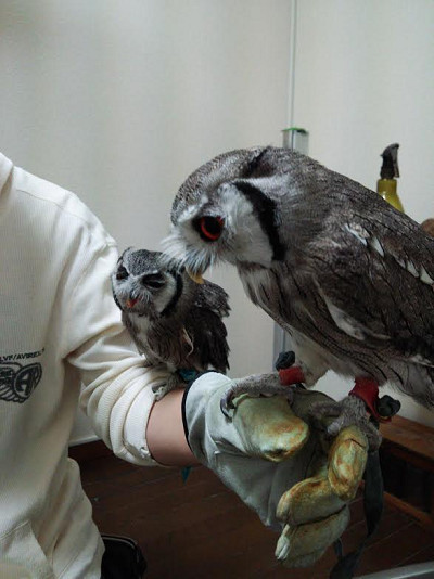 またやられた！