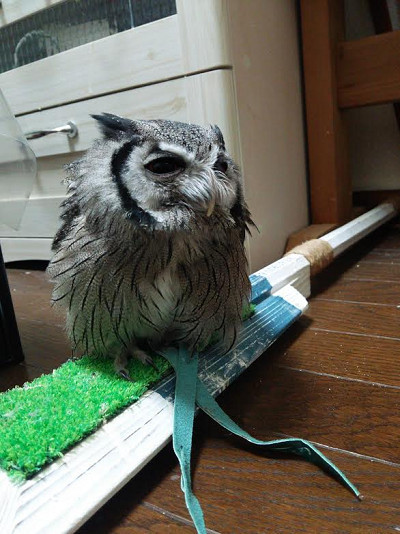 おかあちゃんのそばに来たかったの？