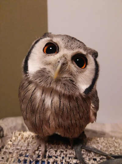 龍空ちゃんも２頭身に。