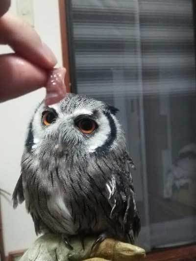 末っ子、虎鉄。