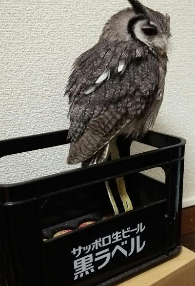 虎鉄、進撃の巨アフコノ化。