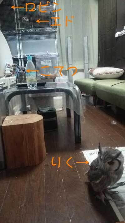 あふこのーずの隊列。