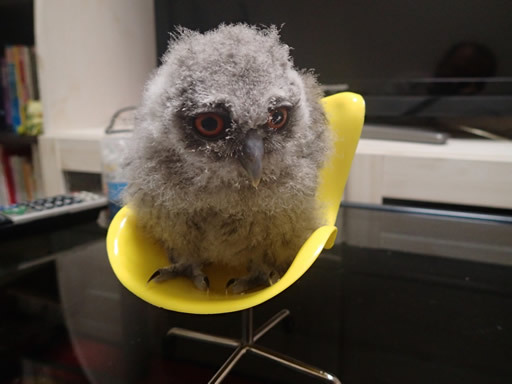 スタイリッシュでフィットなやつ