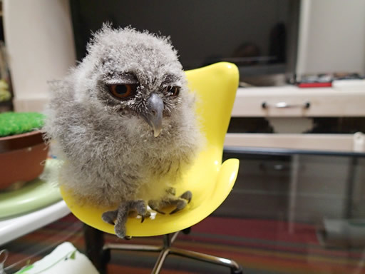 スタイリッシュな社長椅子。