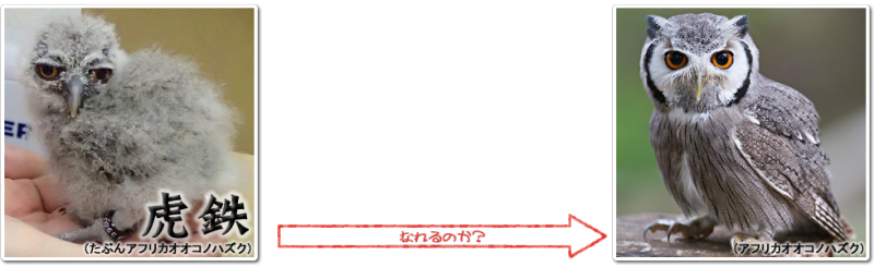 タイトル画像並べてみた。