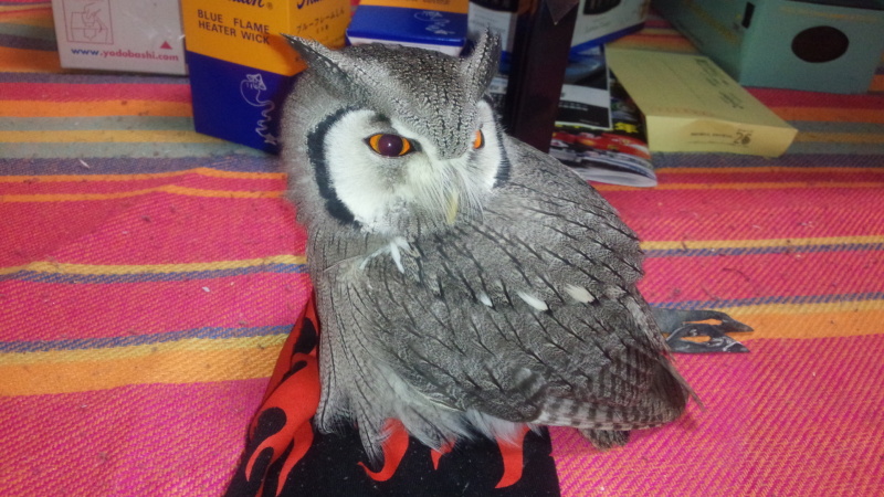 【動画】ズボンを盗んでぶらりんこ。