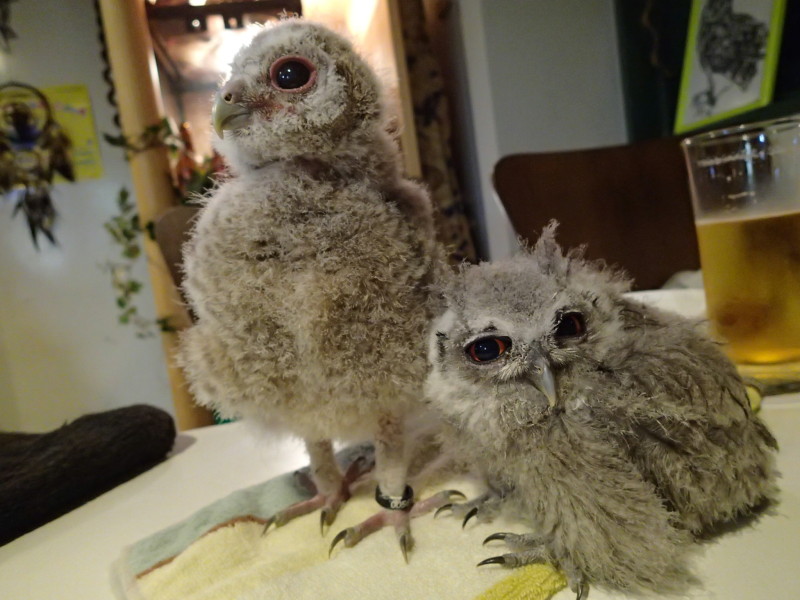 リトルズーさんに遊びにいきました3