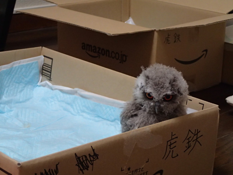 巣立ち～虎鉄の挑戦