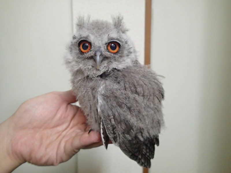 アフコノらしくなってきました？