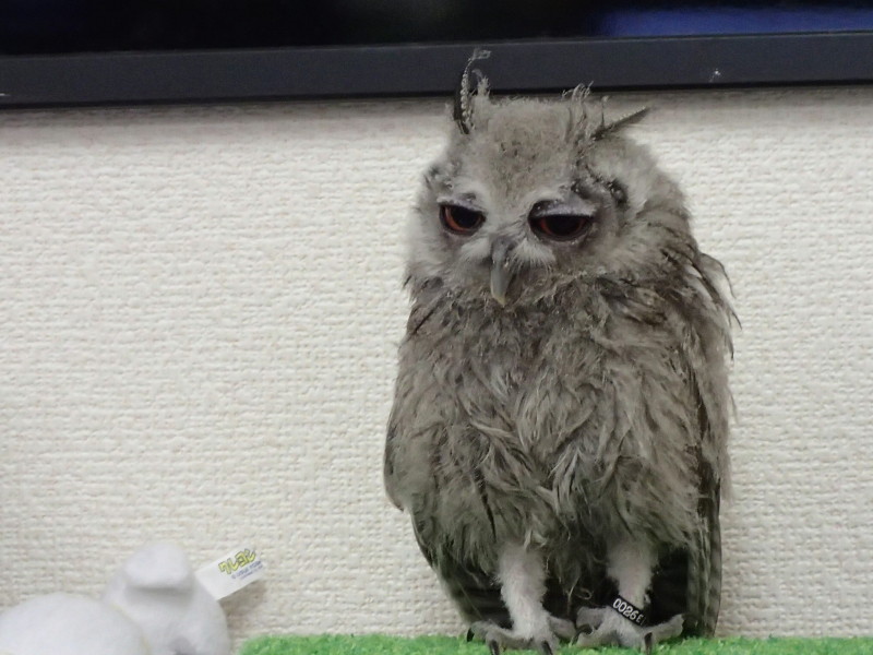 電磁波とフクロウ