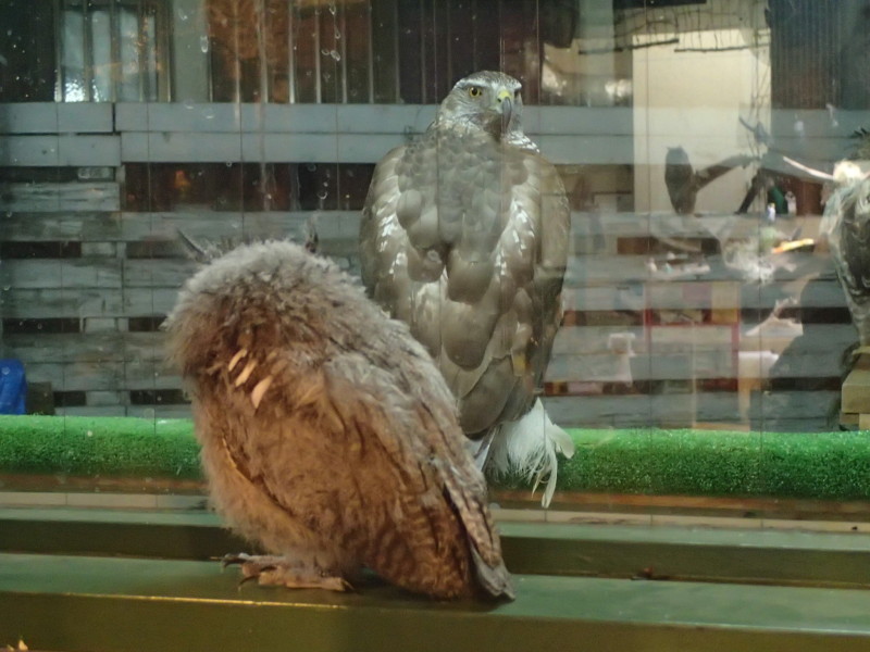 絶対絶命、か？