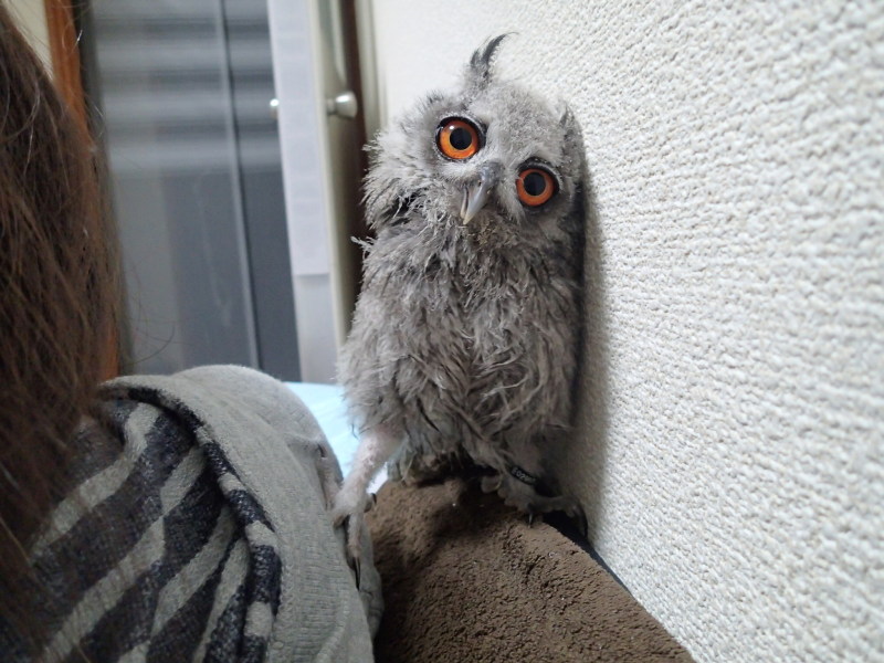 ぼくは、おとうちゃんがスキなのっ！！