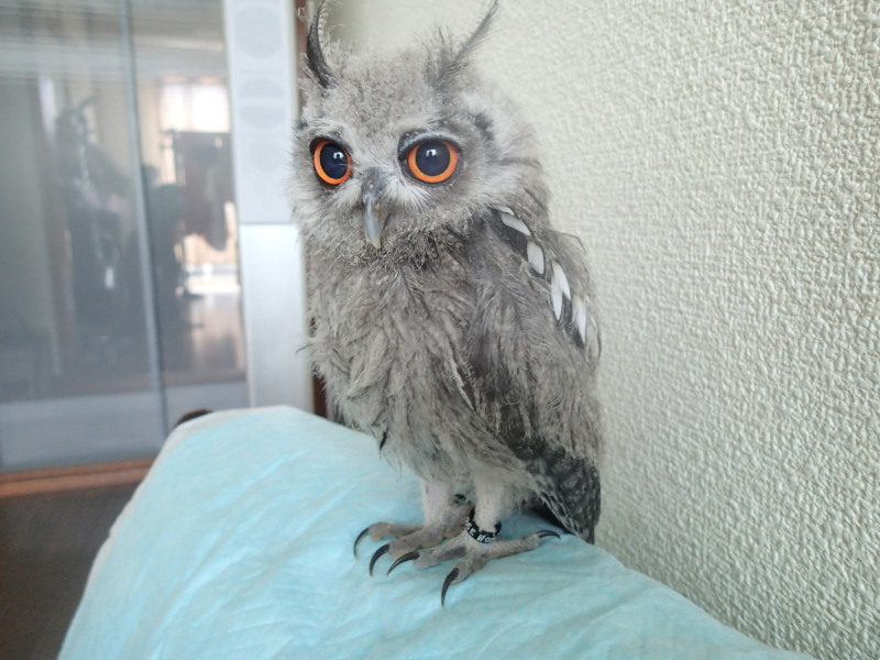 休日のお父さんみたい。