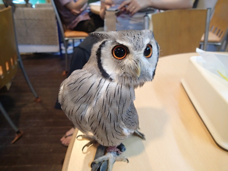龍空、悟りを開く