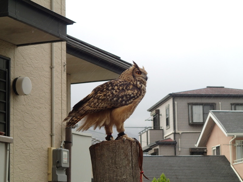 バージルとの想い出