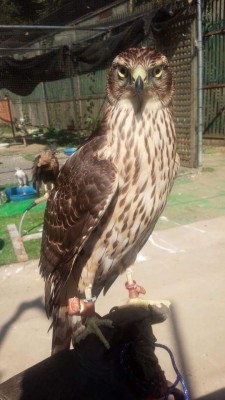 このブログのタイトルがついに！