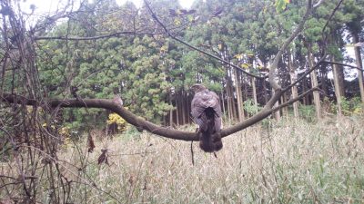 鷹を飛ばす前にちゃんとした指導を。