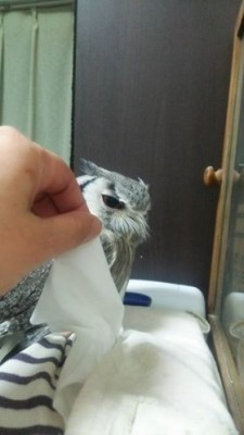 ティッシュ守り隊、怠慢と言わざるを得ない！？