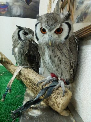 あけましておめでとうございます♪