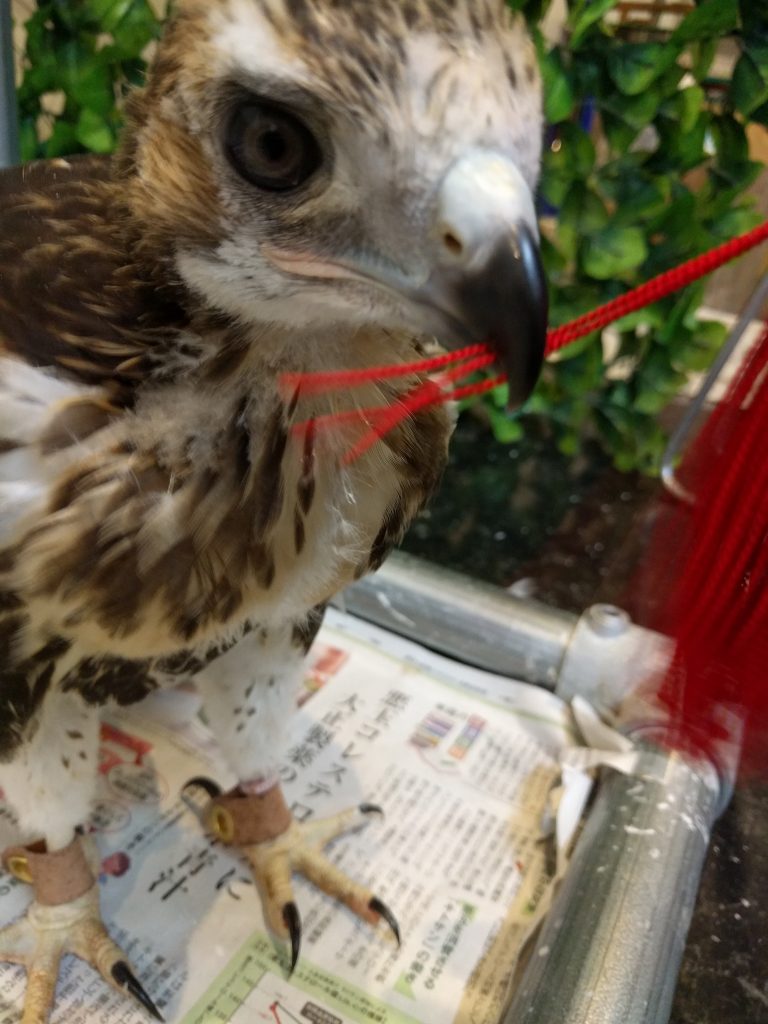 ぐーちゃん、探索そして繋留まで